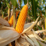Maize Production